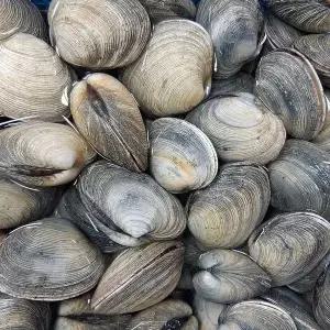 [NS홈쇼핑][오늘의바다] 개조개 (대합) 1kg[35025668]