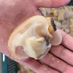 [NS홈쇼핑][오늘의바다] 자연산 대합 개조개살 300g내외 (손질전 1kg)[35025669]