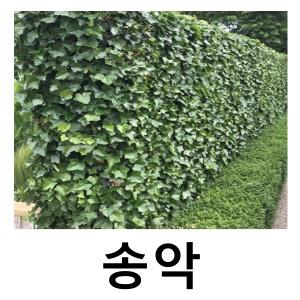 송악 야생화 전국노지월동 3치포트 15개묶음