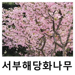 해당화나무 묘목 서부해당화 R3-4cm 개별택배