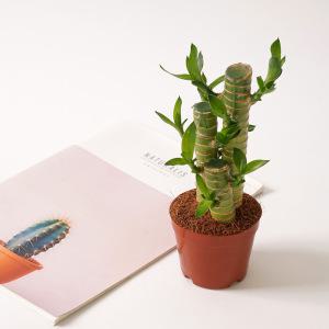 연화죽 키우기쉬운 식물 실내공기정화식물 몬스테라 소형 모종 포트