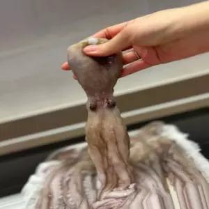 낙지 1kg 냉동 바다 해산물