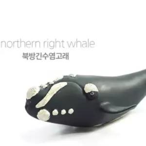 소프트 리얼 북방긴수염 고래 모형 어린이집 교육용 역할 놀이 바다 생물 동물 어류 물고기 미니어쳐 관찰