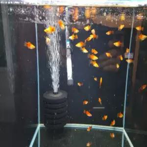 미키마우스 플래티