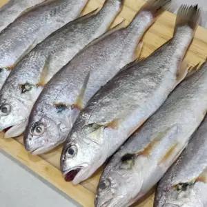 국내산 제주 백조기 생조기 산지발송 조기 구이용 조림용 