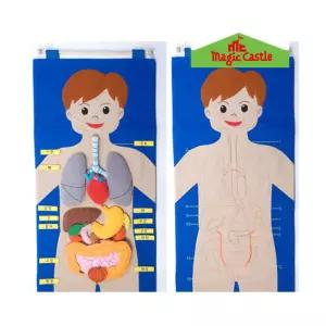 (힘찬)매직캐슬 차트 신체기관 한글 3045교육 학습 벽보 그림판 어린이교구 벽걸이 보드