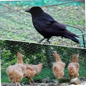 농작물 새그물망 보호용 방조망 4x10M 참새 블루베리