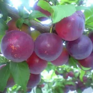 묘목/바이오체리(체리+자두)/접목 1년 두개묶음   KJ236