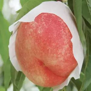 유실수 묘목/ 백도 복숭아 (도수) 꿀복숭아/접목 1년  KJ267