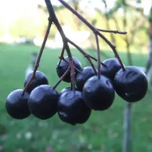 묘목/아로니아 블랙초크베리/개량종 삽목 2년 포트묘 /2주묶음 KJ513