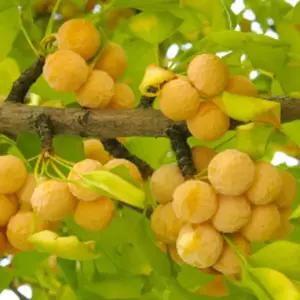 묘목/은행나무 은행 둥구랑 접목 2년 포트묘 우수품종  KJ1861