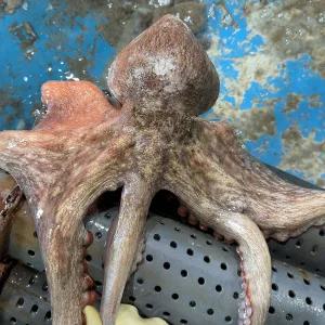 당일바리 통영 활문어 1kg(1~4미) 자연산 돌문어