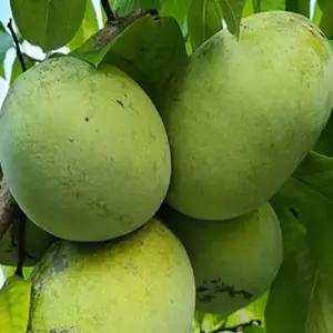 과실수 묘목/포포나무 뽀뽀나무 (레베카골드) 접목 1년  KJ262