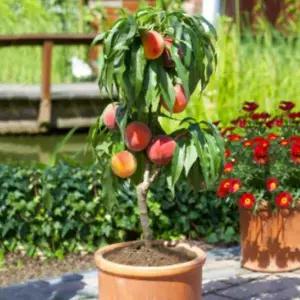 유실수 묘목/특이 복숭아 극왜성 황도 /접목 1년   KJ441