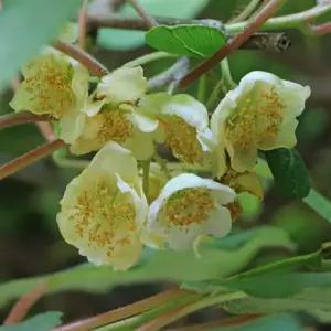 묘목/키위나무 키위 수분수(수나무 숫나무 ) 삽목 2년 포트묘  KJ207