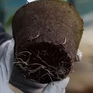 어린이 상추 키우기 세트 가드닝 지피 화분 세트 뿌리 모종