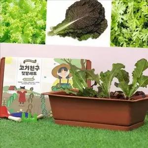 초보자용 상추 키우기 세트 미니 텃밭 가꾸기 세트 베란다 화분