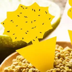 초파리없애기 날파리퇴치기 해바라기1p 벼룩파리트랩 초파리트랩만들기