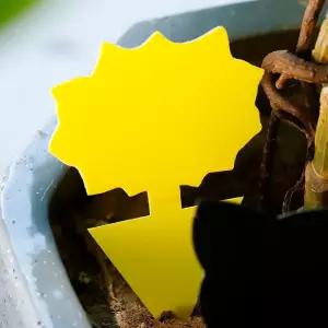 초파리퇴치 날파리없애는법 해바라기1p 초파리트랩 자취방날파리