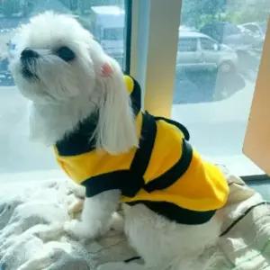 강아지 생일 파티 꿀벌 의상 애완견옷 의류 애견 패션 반려견