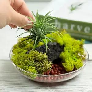 화산석 위에 핀 이오난사 테라리움 1인세트식물학습 리움꾸미기 미니리움 리움만들기 꾸미기 리움수반