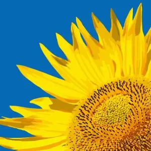 하모니아트 DIY 유화그리기 그림그리기 세트 페인팅 40x50 해바라기 한송이그리기 꾸미기 그리기 DIY키트