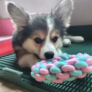 컬러 로프 터그 놀이 세트장난감 강아지 훈련 개훈련 애견 훈련용 토이 터그용 반려견