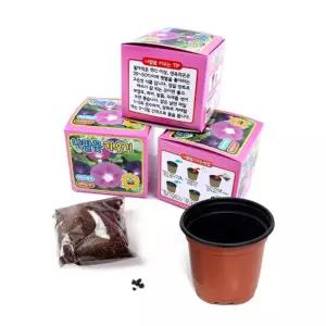 나팔꽃키우기(12개)식물세트 키우기 키우기키트 유치원키우기 자연학습 관찰 단체선물 판촉물 교구 과학실