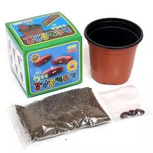 강낭콩키우기(12개)아하그렇구나 과학실험 꽃기르기 식물키우기 자연학습 관찰 단체선물 판촉물 키우기