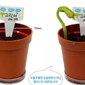 SA 강낭콩 기르기 팻말형 5인 키우기 식물기르기 원예교구 과학교구