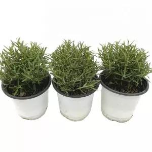 베하몰 실내 화초 1+1+1 로즈마리 소품 허브 약7cm식물기르기 기르기 키우기 재배