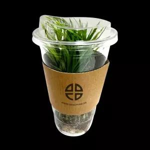 모내기 체험 분얼 실험용 벼모종 100포기식물키우기 재배기 DIY키트 홈가드닝 취미 반려 실내 화분키우기