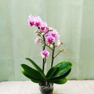 하늘꽃농원 엘레강스 쌍대 서양란