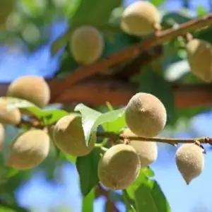 묘목/개복숭아( 꽃복숭아)접목 1년 (토종 개복숭아)두개묶음  KJ1231