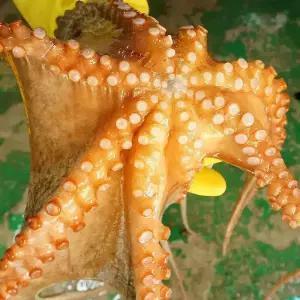 통영 제수용 돌문어1kg 한마리