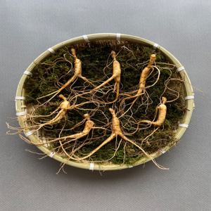 산양삼 장뇌삼 산양산삼 6년근 7뿌리 선물세트