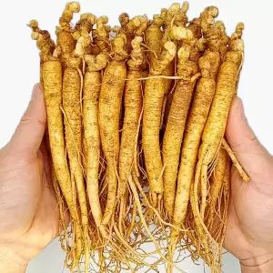 금산인삼 수삼 세척 4~6년근 원수삼 600g 40~58뿌리