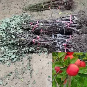 사과나무 홍로 특묘 (2중접목1년생) 사과묘목 이중접목 과수 유실수