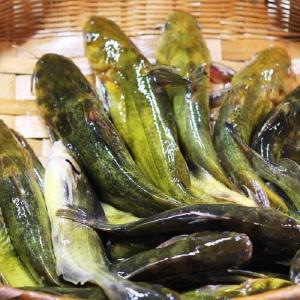 깨끗하게 손질한 자연산 빠가사리 1kg  매운탕소스  추가구성 국내산민물고기