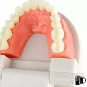 firstok 양치교육용치아모형 뼈모형