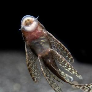 나나아쿠아 열대어 블랙 안시 롱핀 1마리 청소물고기