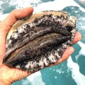 국내산 완도 전복 활전복 대큰 1kg (10미~12미) 산소포장 세척솔 증정/완도산전복