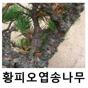 소나무 묘목 전원 황피오엽송 접목1년