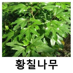 황칠나무 묘목 6치포트