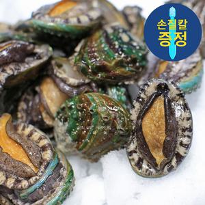 완도 특대 활 전복 1kg 크기별 8미부터 꼬마전복, 손질도구 무료