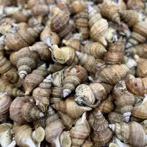 동해안 자숙 살고동 1kg 활 골뱅이