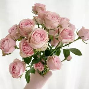 오후의 꽃 자나장미 미니 장미 로즈데이 꽃다발 생화 택배 꽃구독