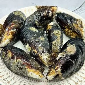 국내산 대왕 활 담치 홍합 섭 1kg