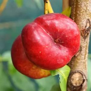 납작 천도 복숭아 묘목 접목1년생 과실수 유실수