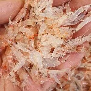 김장새우 동백하 2kg 김장용생새우